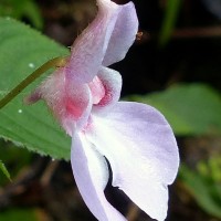 Impatiens truncata Thwaites